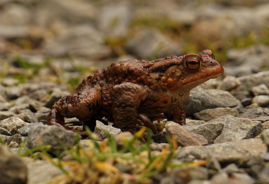 Photo Toad, missile